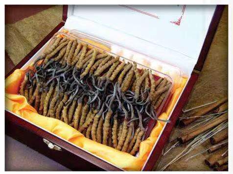 旬邑冬虫夏草回收